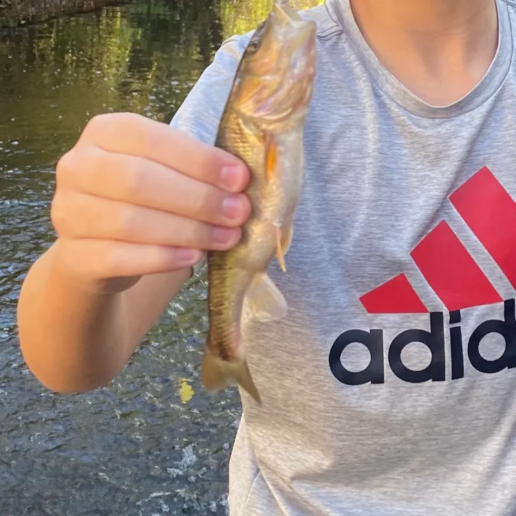 The most recent Hornyhead chub catches on Fishbrain