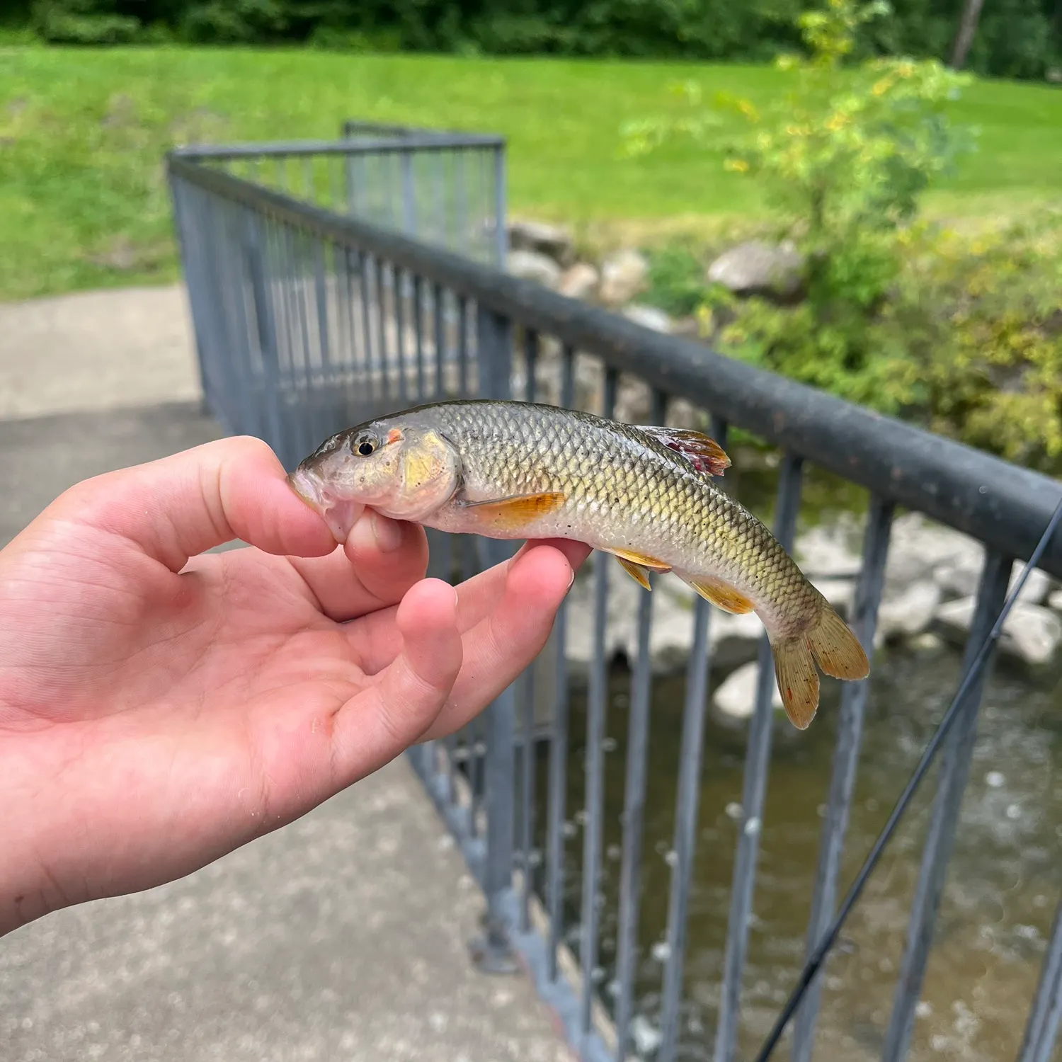 The most recent River redhorse catches on Fishbrain