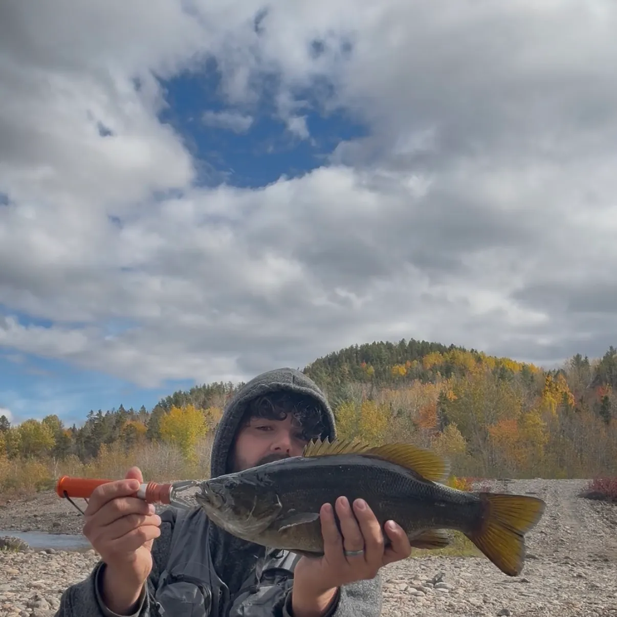 Smallmouth bass caught on Fishbrain