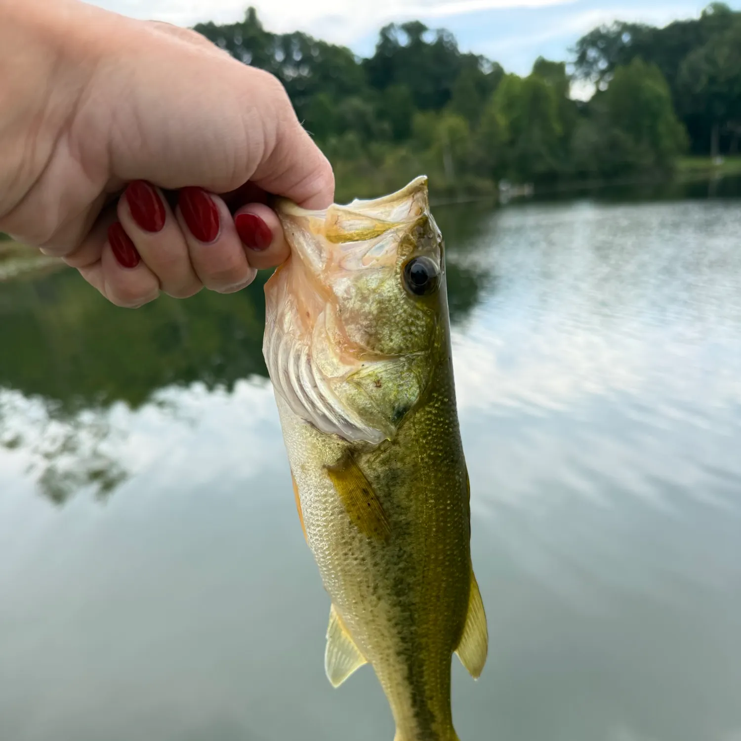 Largemouth bass caught on Fishbrain
