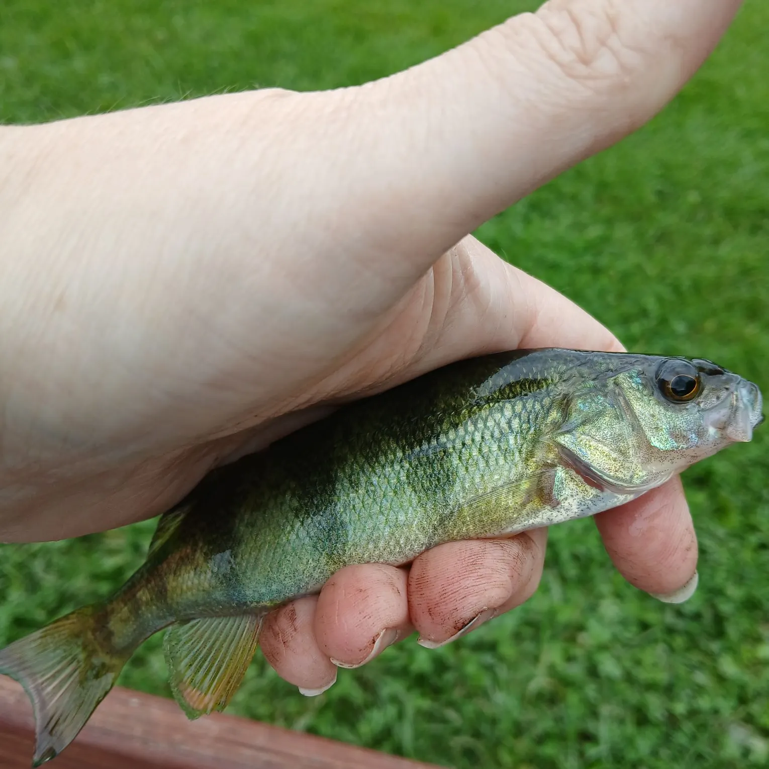 Yellow perch caught on Fishbrain