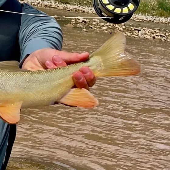 The most recent Flannelmouth sucker catches on Fishbrain