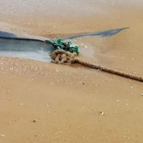 The most recent Whale shark catches on Fishbrain