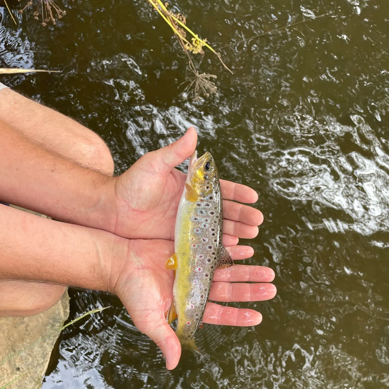 Brown trout caught on Fishbrain