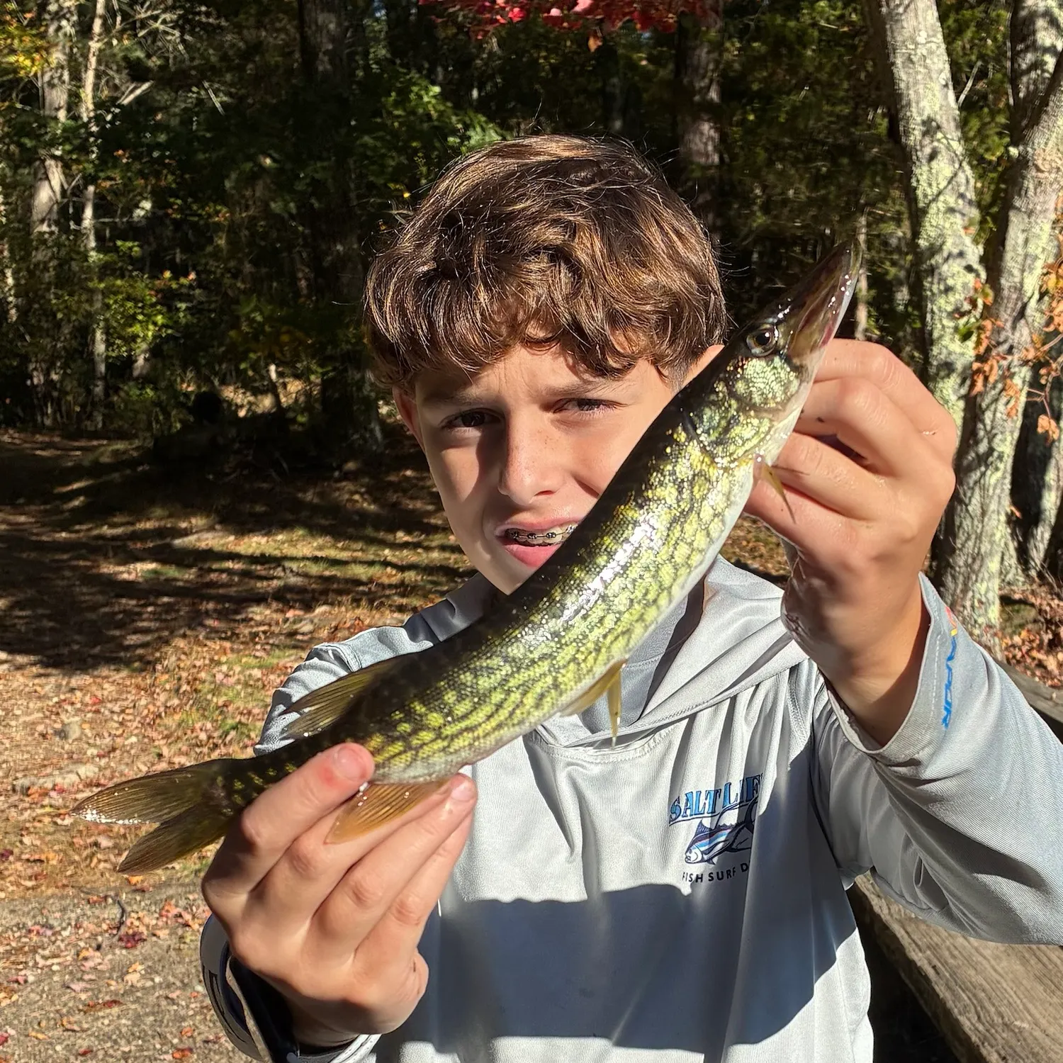 Chain pickerel caught on Fishbrain