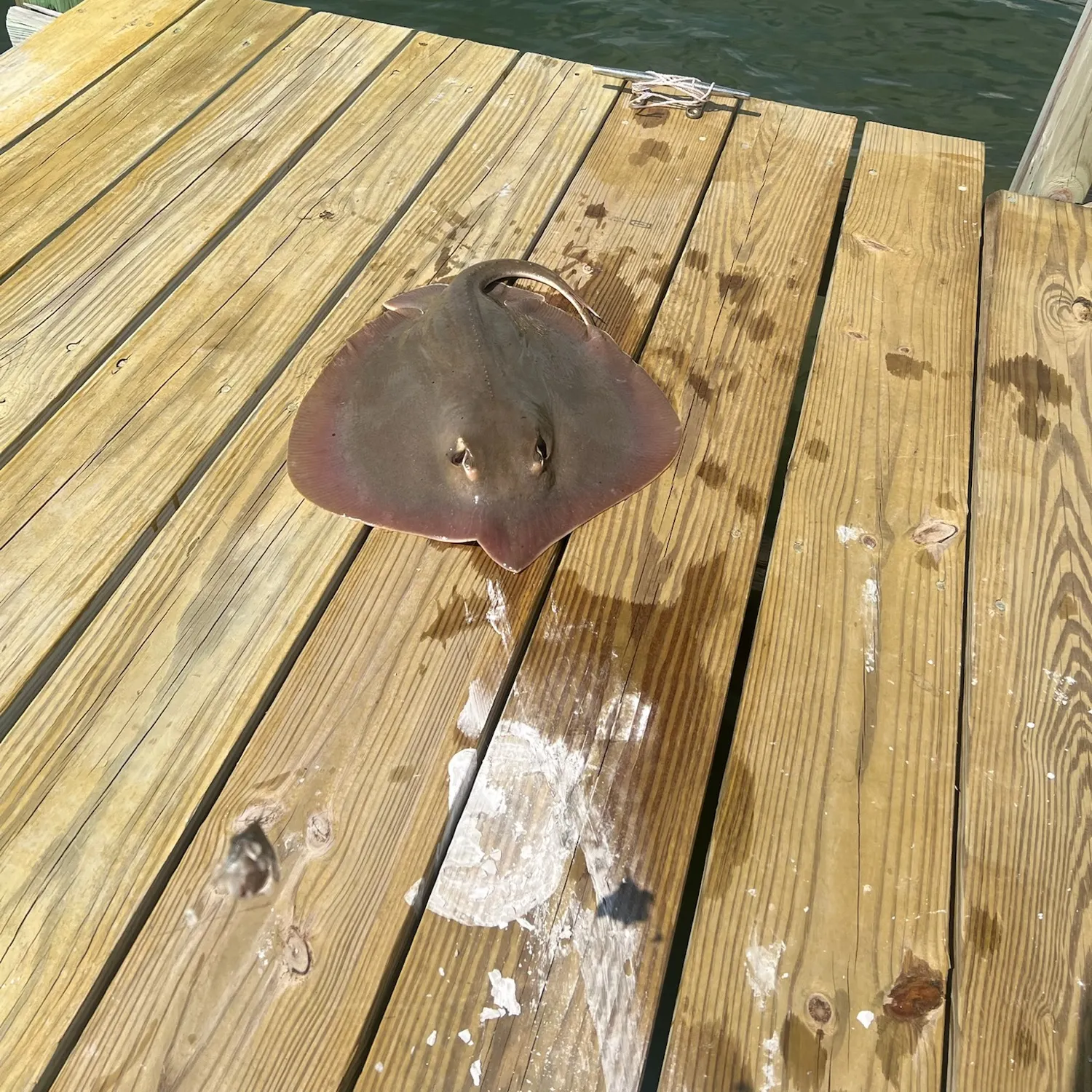 The most recent Atlantic stingray catches on Fishbrain