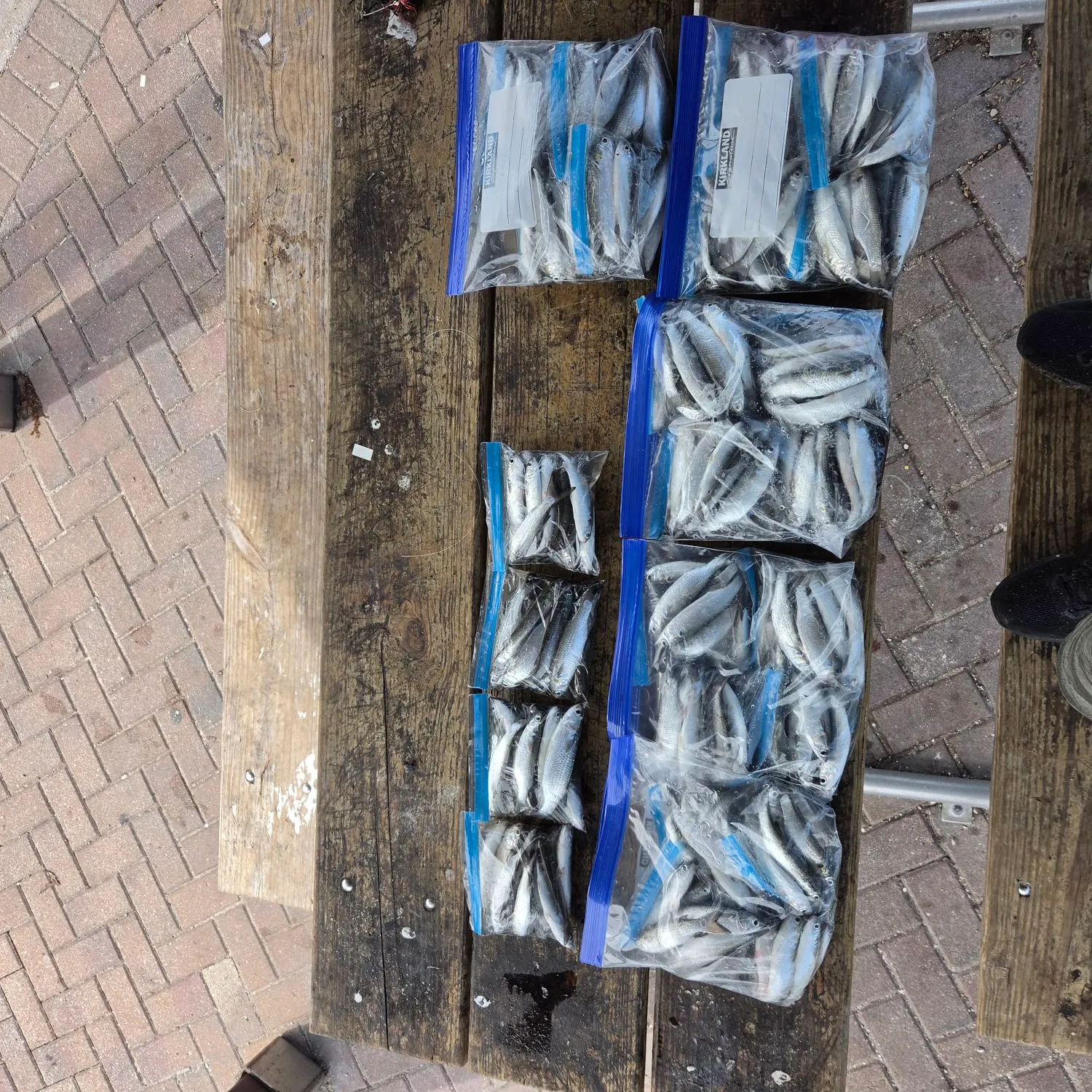 Striped mullet caught on Fishbrain