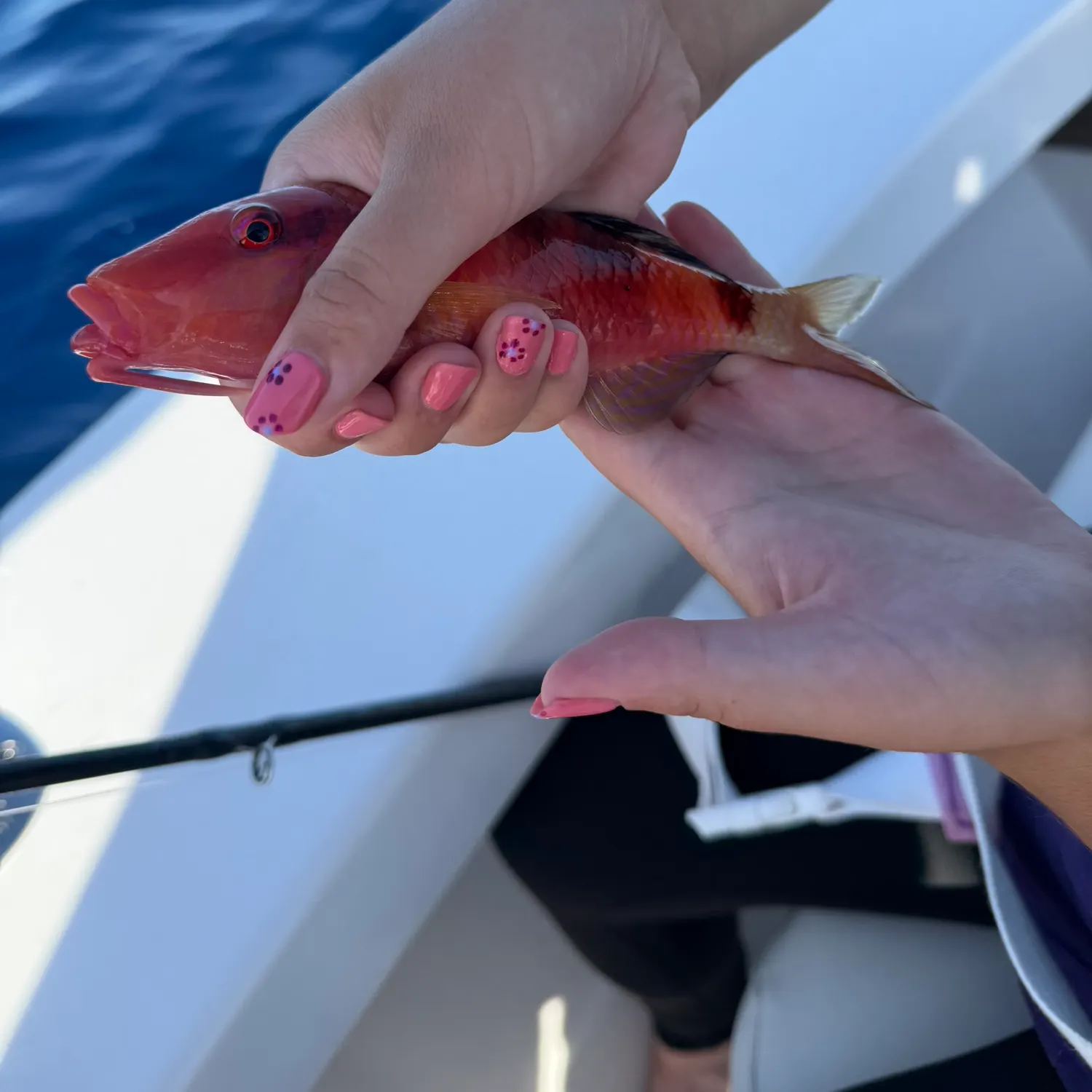 The most recent Red mullet catches on Fishbrain
