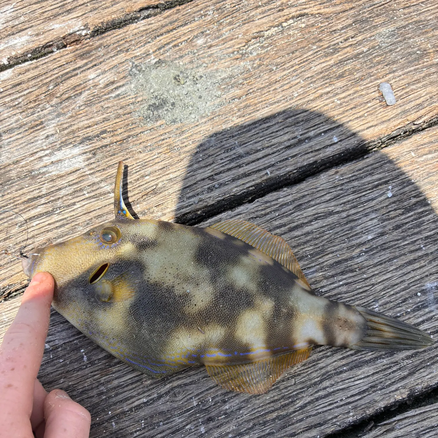 The most recent Yellowfin leatherjacket catches on Fishbrain