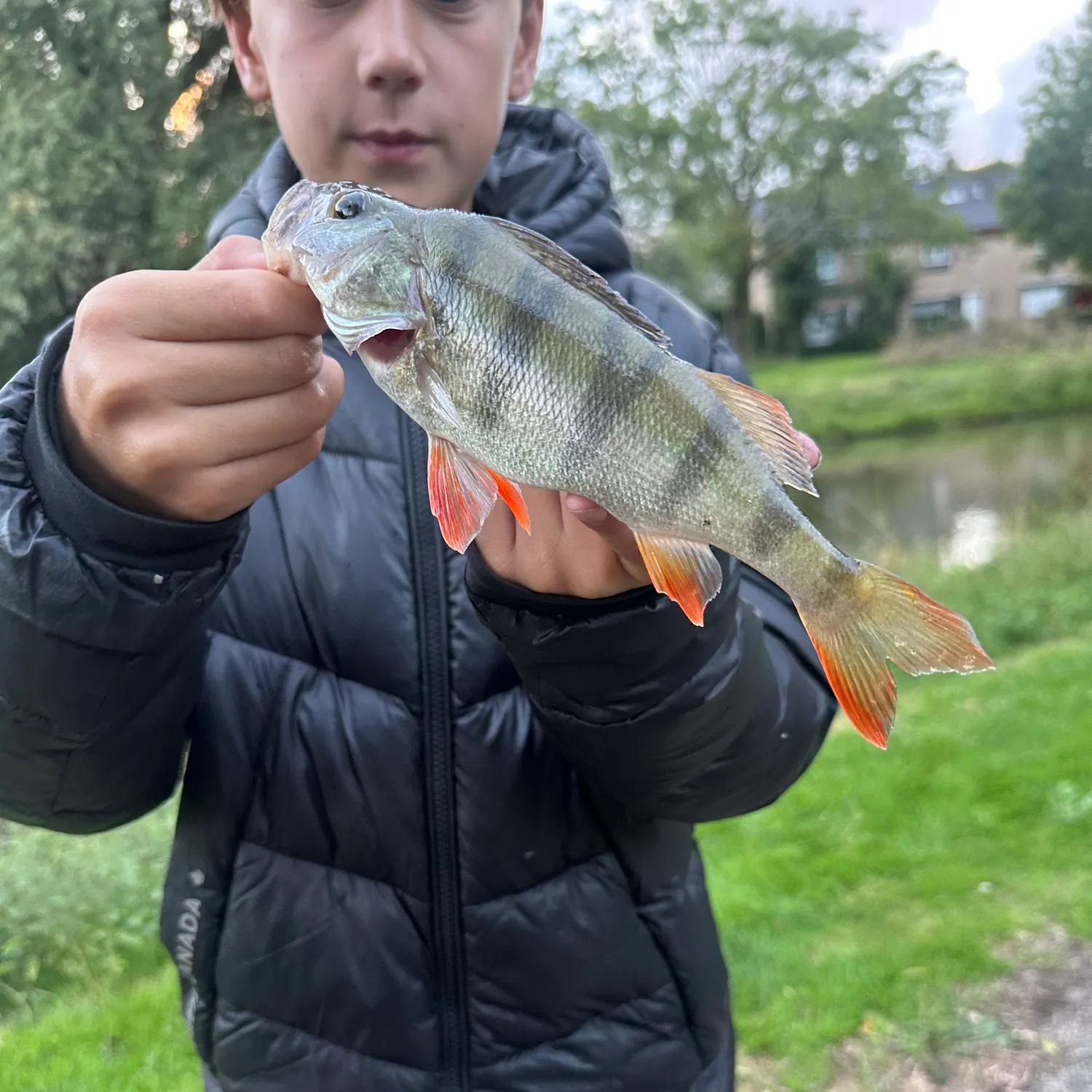 European perch caught on Fishbrain