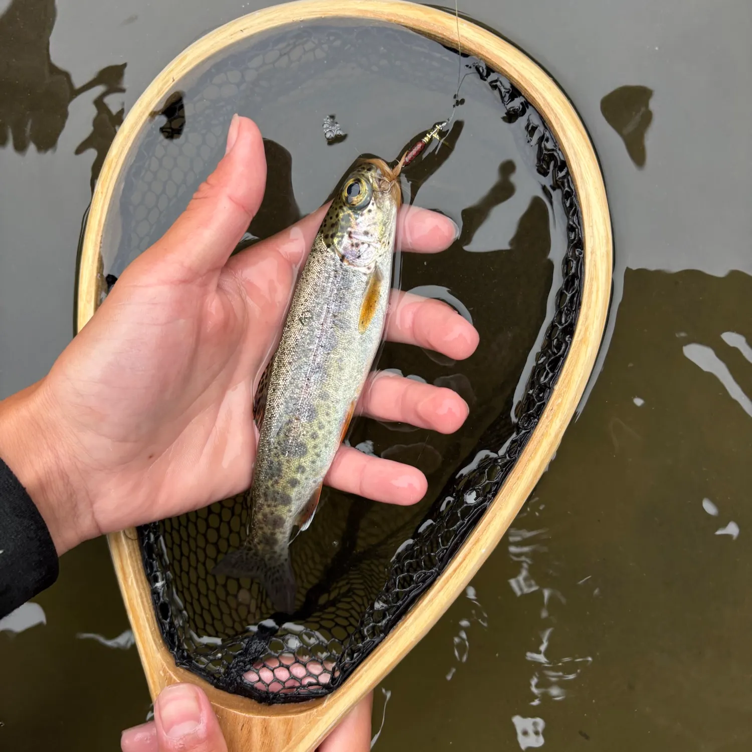 Coastal cutthroat trout caught on Fishbrain