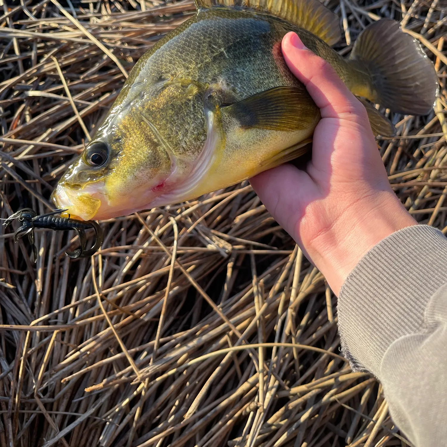 Golden perch caught on Fishbrain