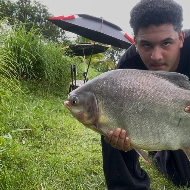 The most recent Small-scaled pacu catches on Fishbrain