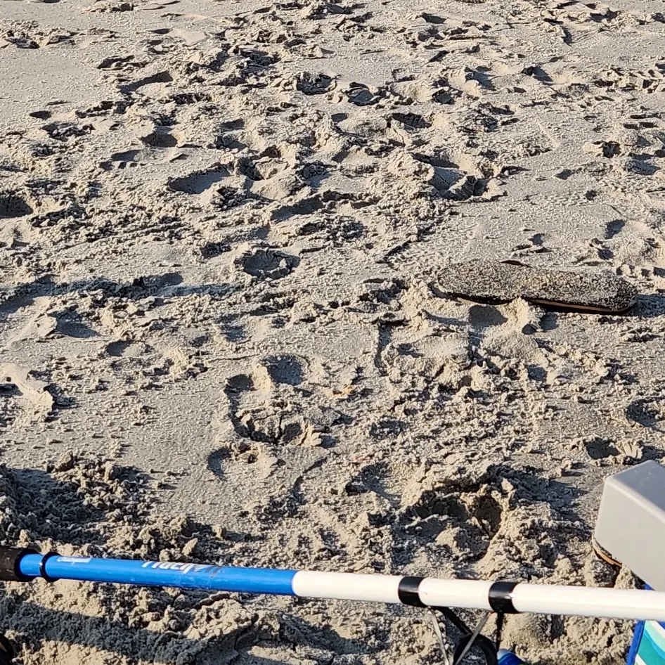 The most recent Pacific pompano catches on Fishbrain