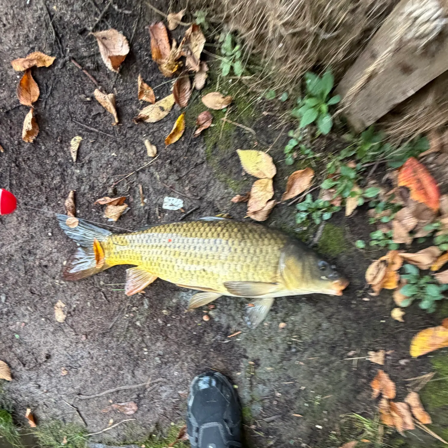 Common carp caught on Fishbrain