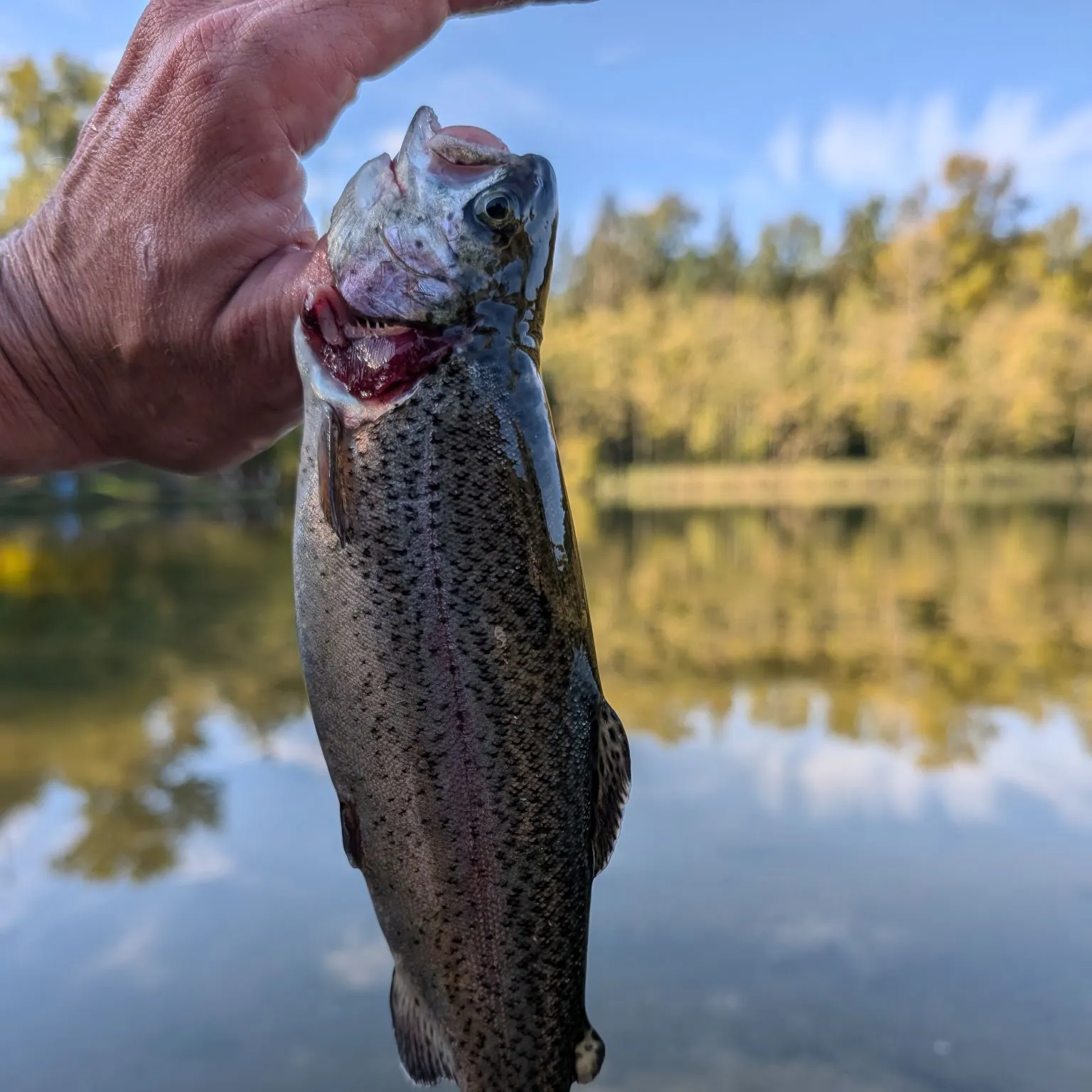 Rainbow trout caught on Fishbrain