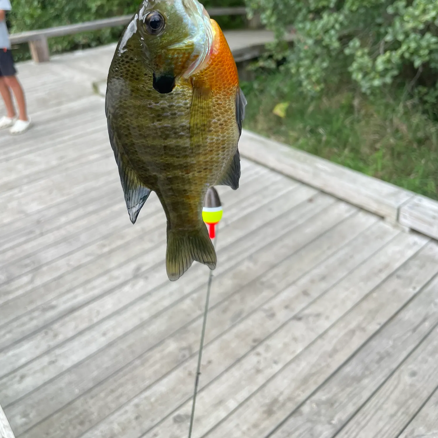 Bluegill caught on Fishbrain