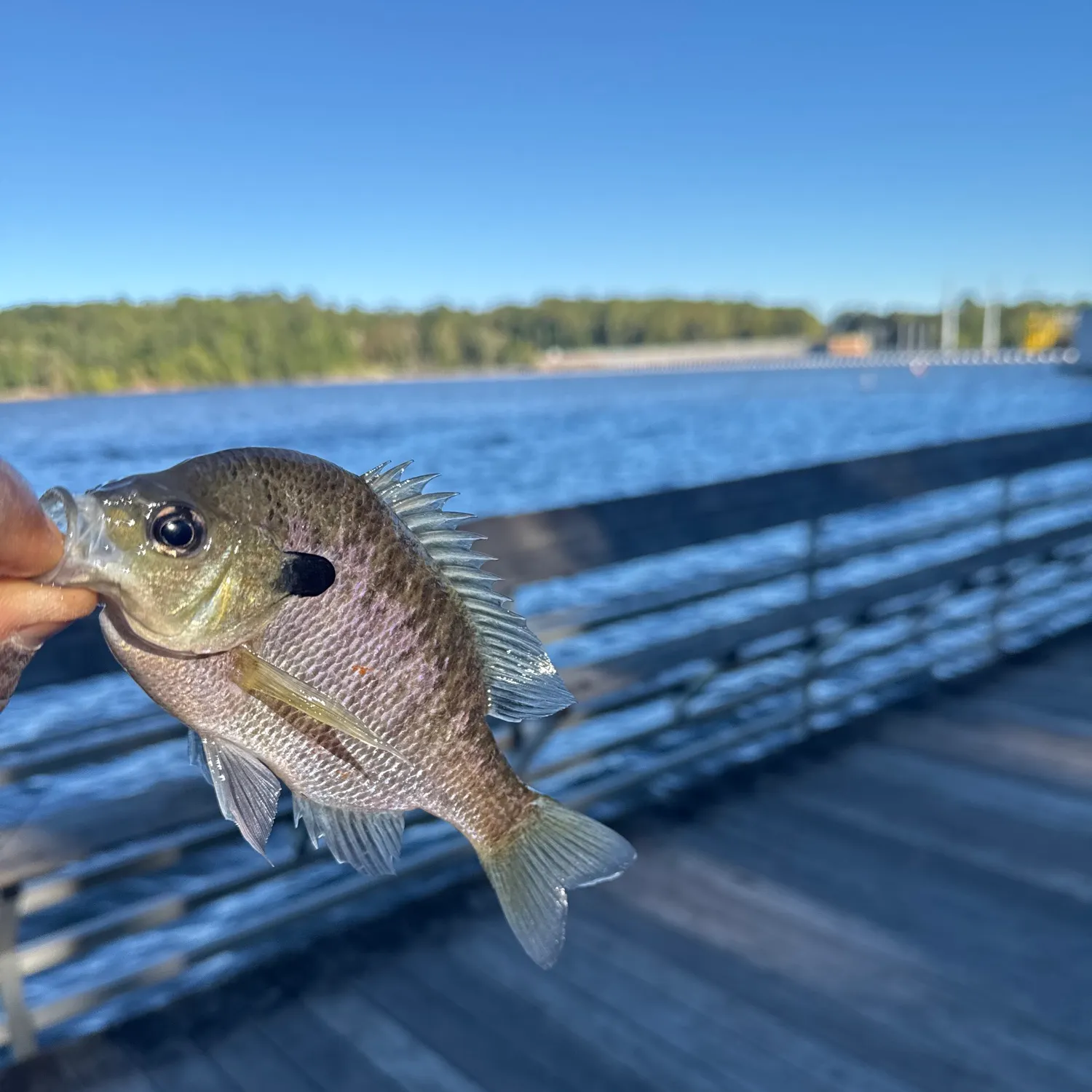 Redbreast sunfish caught on Fishbrain