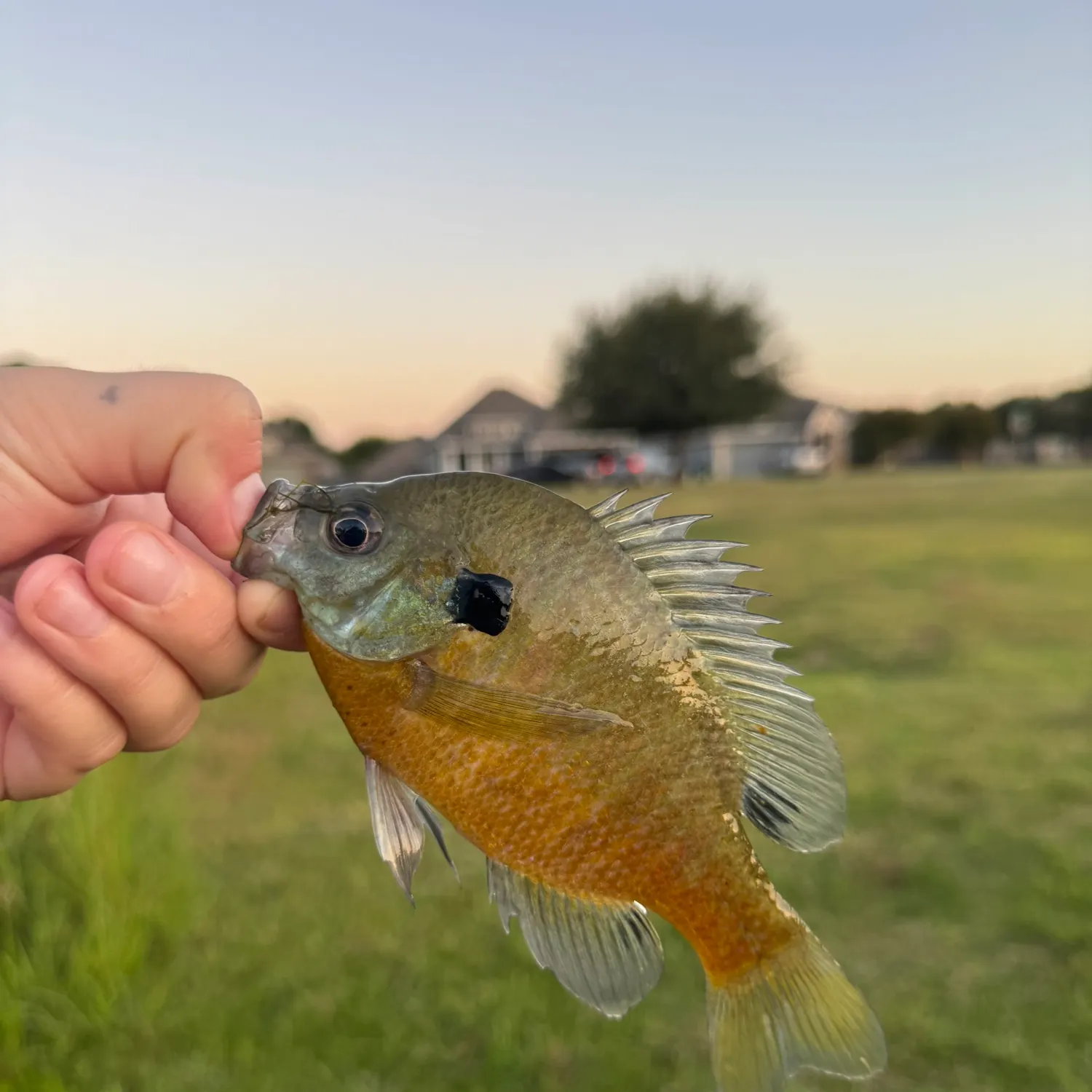 Bluegill caught on Fishbrain