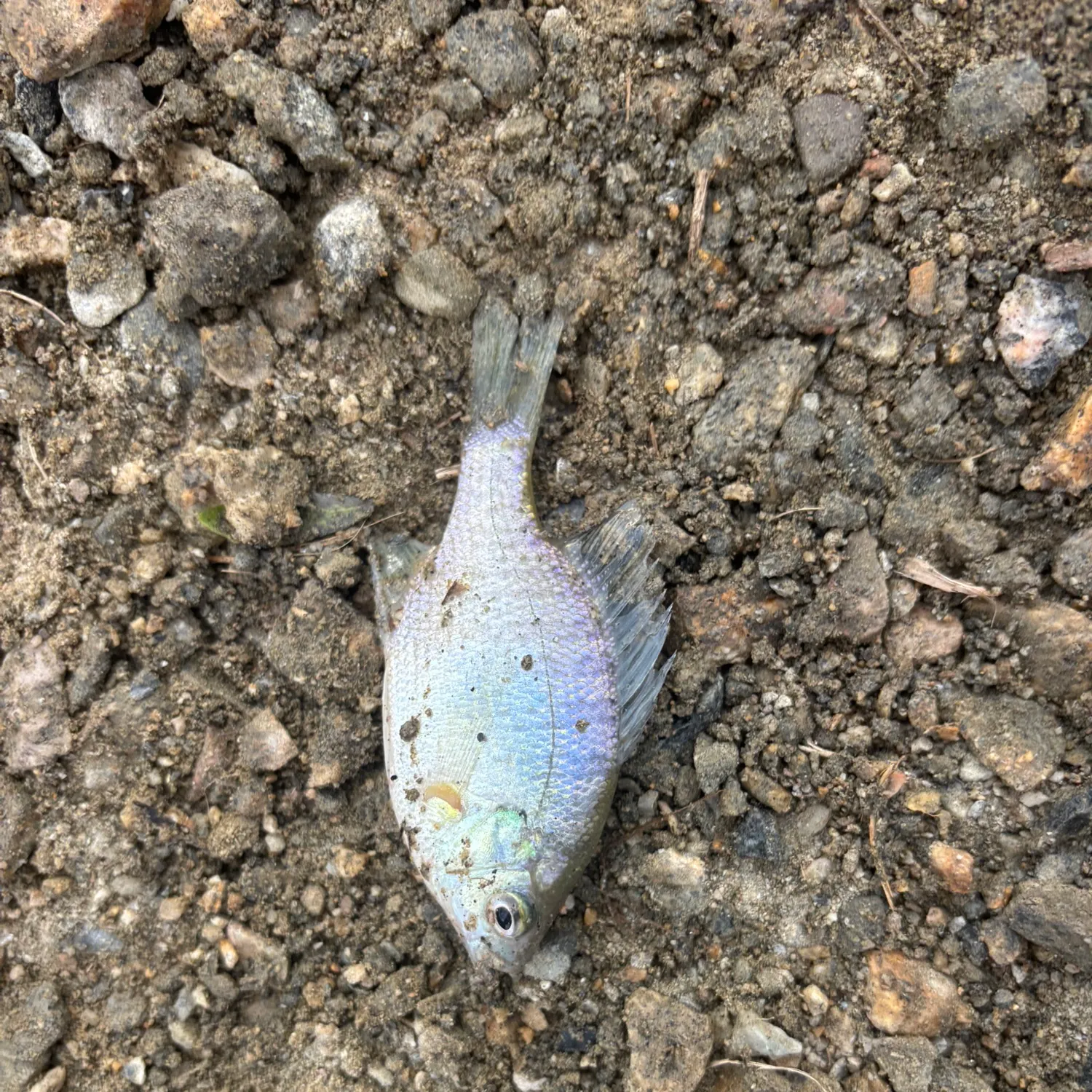 Spotted sunfish caught on Fishbrain