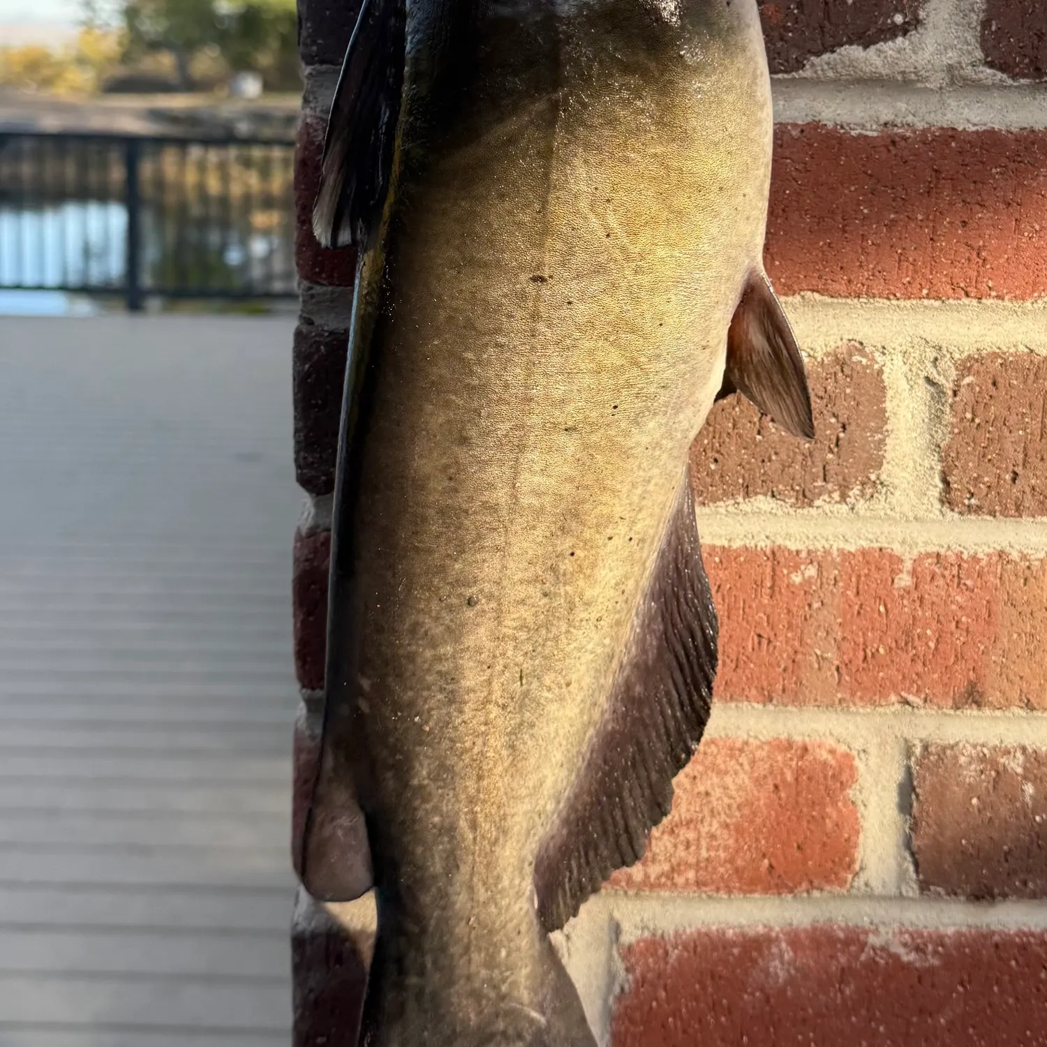 Channel catfish caught on Fishbrain