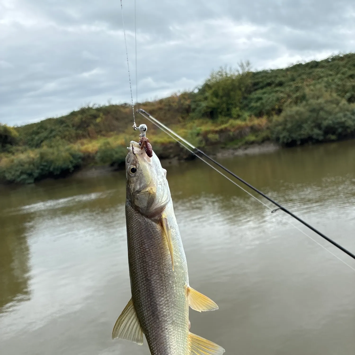 Northern pikeminnow caught on Fishbrain