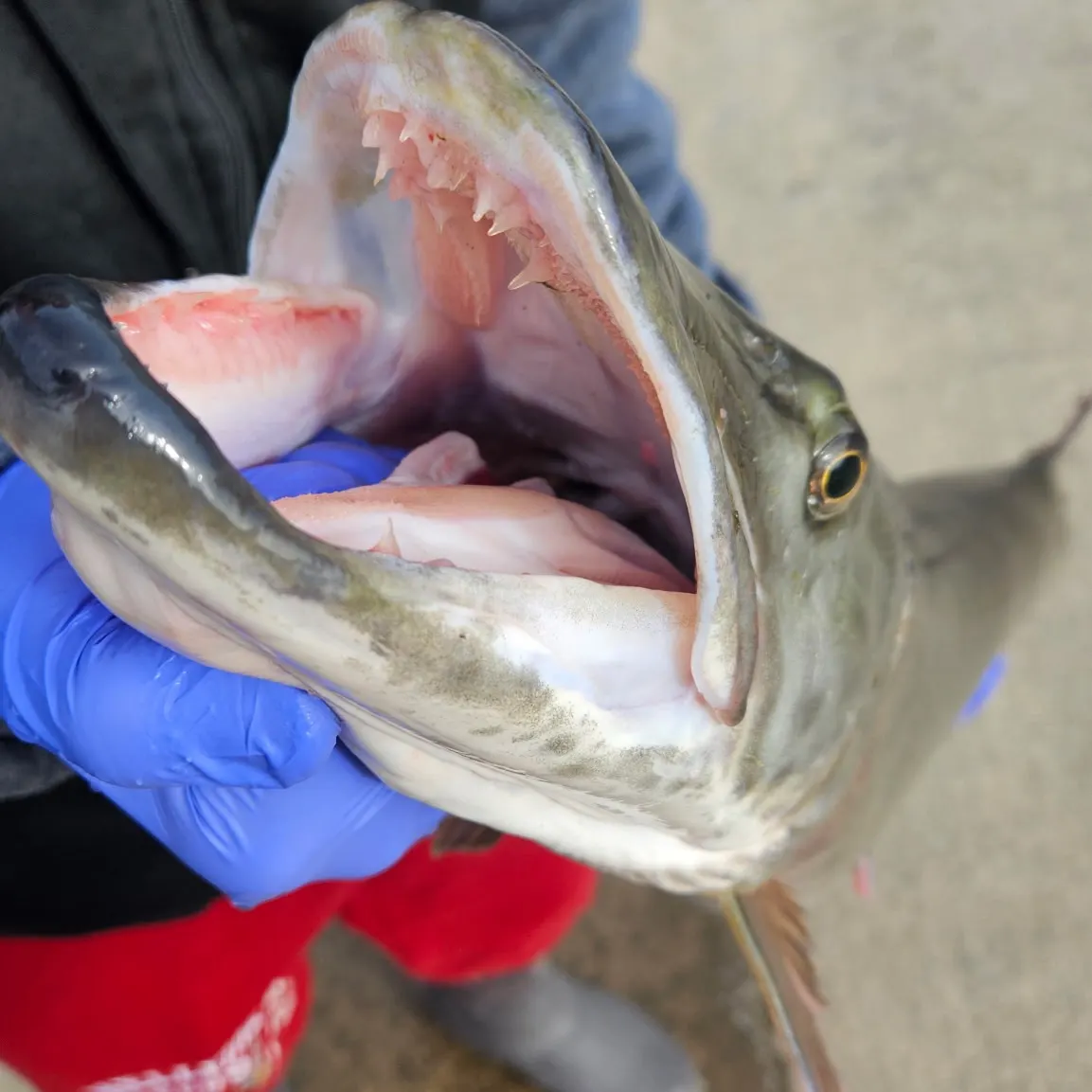 The most recent Muskellunge catches on Fishbrain