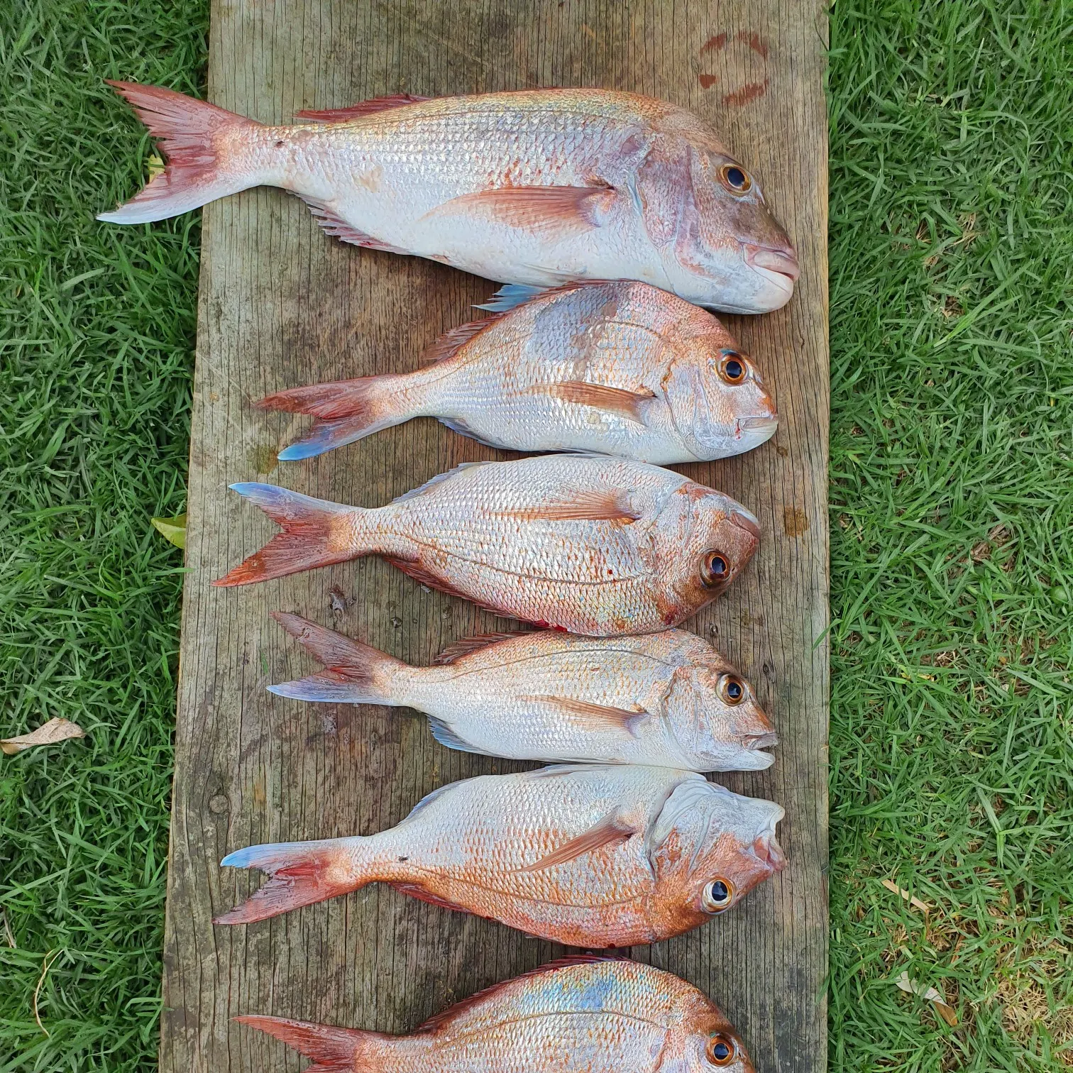 recently logged catches