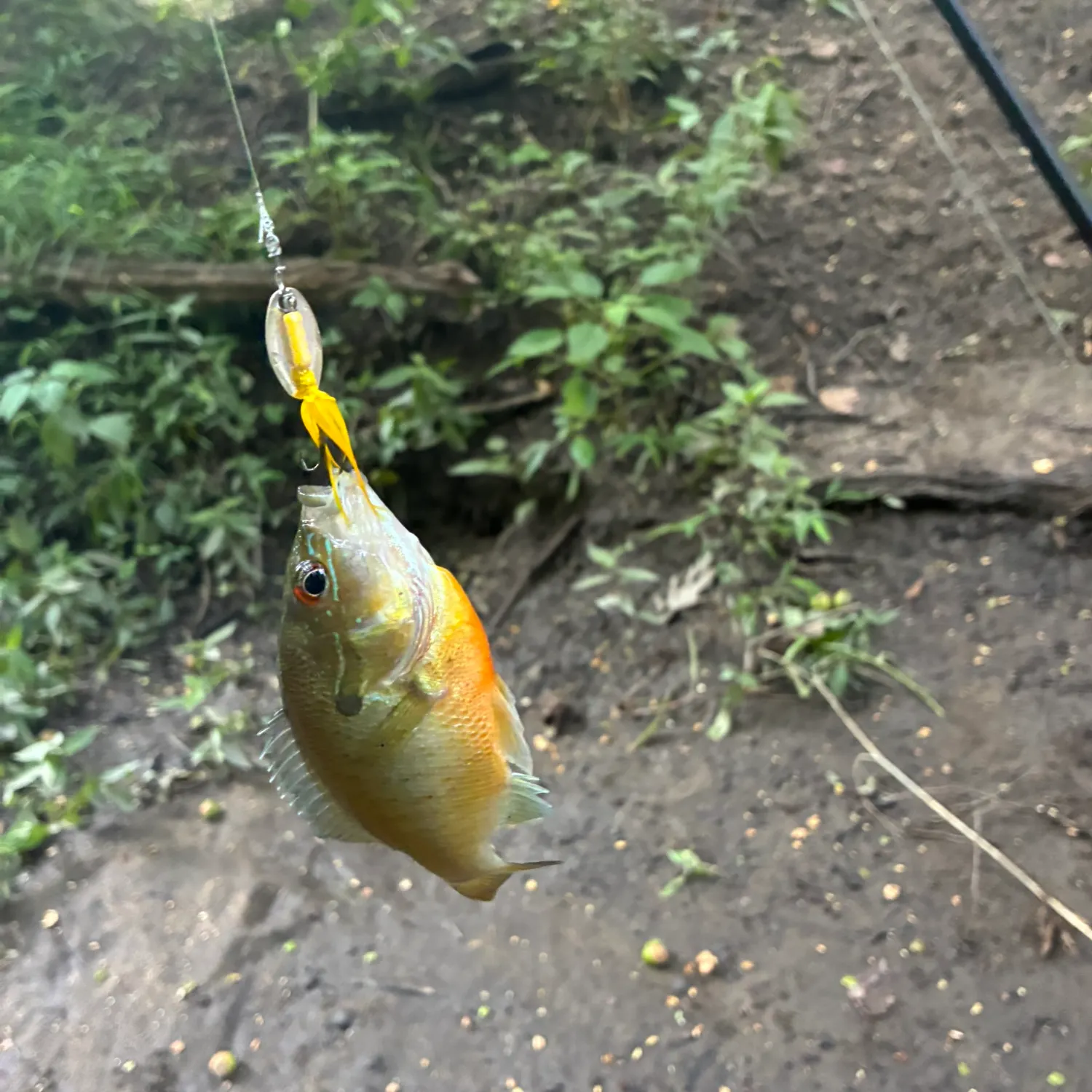Redbreast sunfish caught on Fishbrain