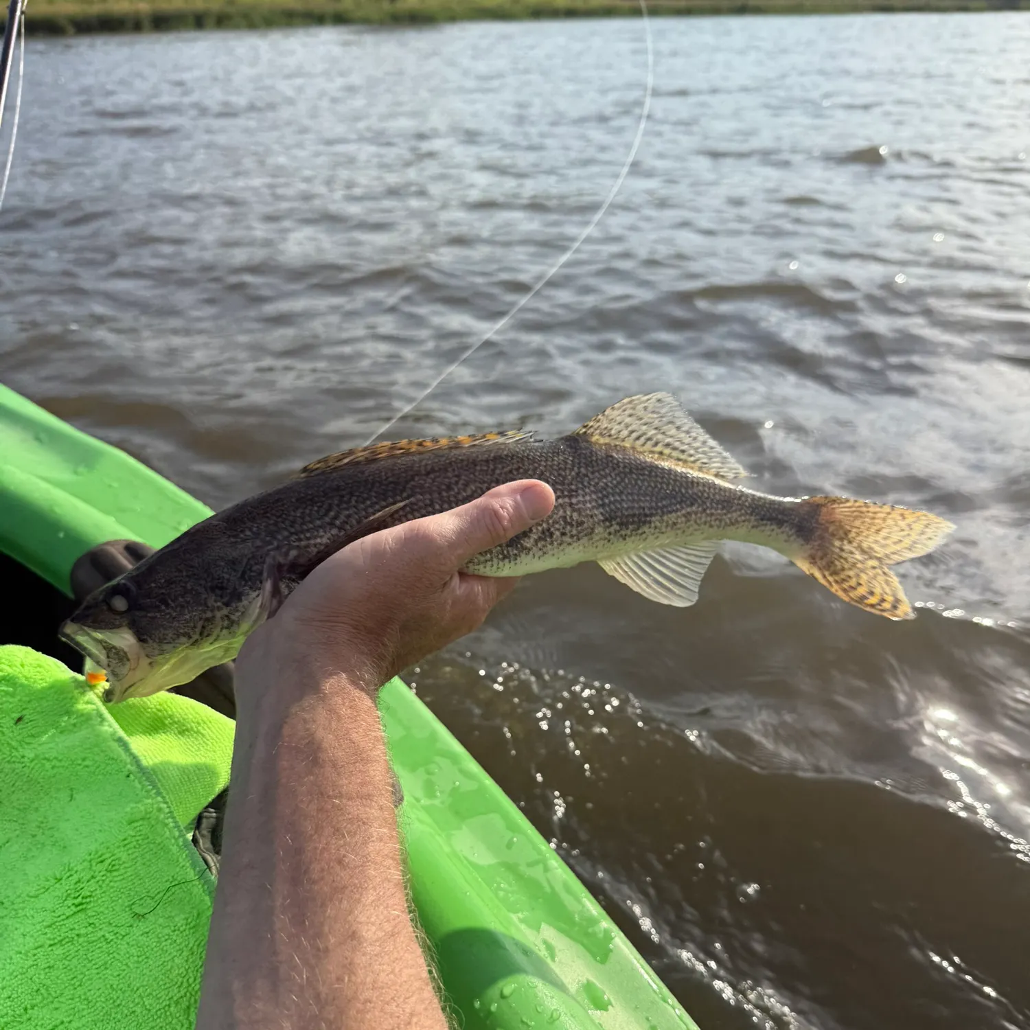 The most recent Sauger catches on Fishbrain