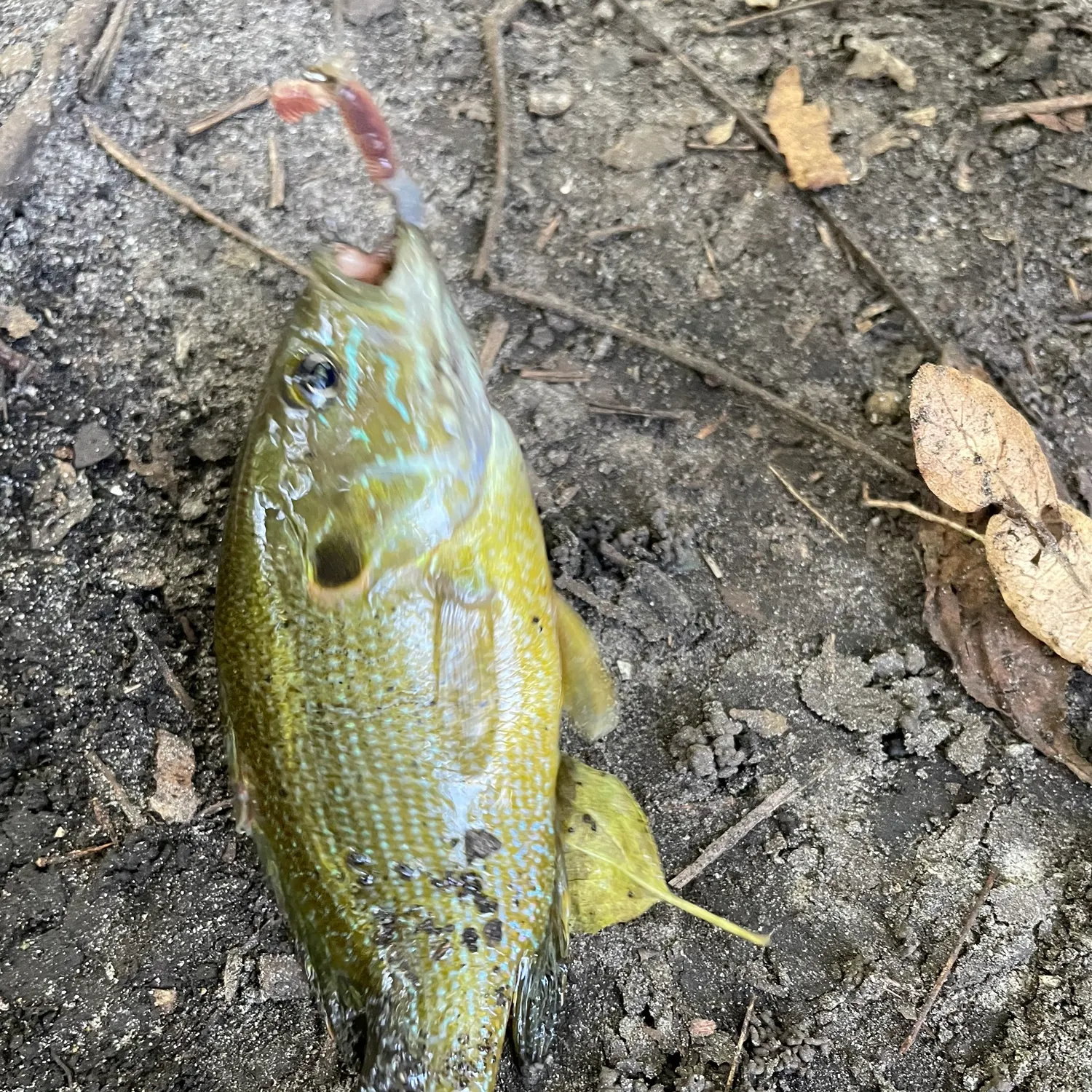 Green sunfish caught on Fishbrain