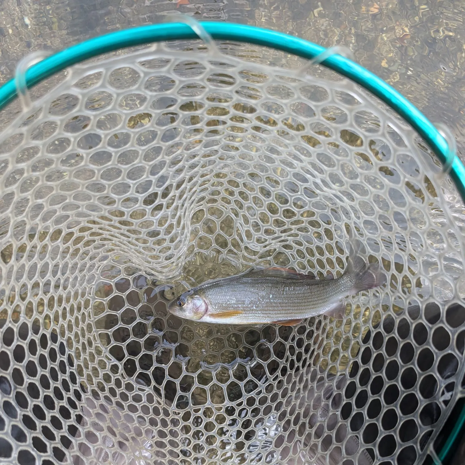 European grayling caught on Fishbrain