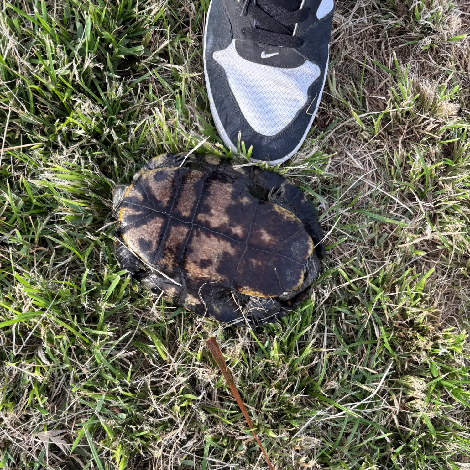 The most recent New Zealand turbot catches on Fishbrain