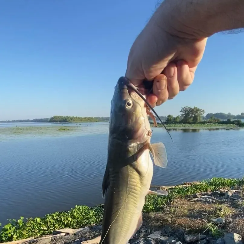 Channel catfish caught on Fishbrain