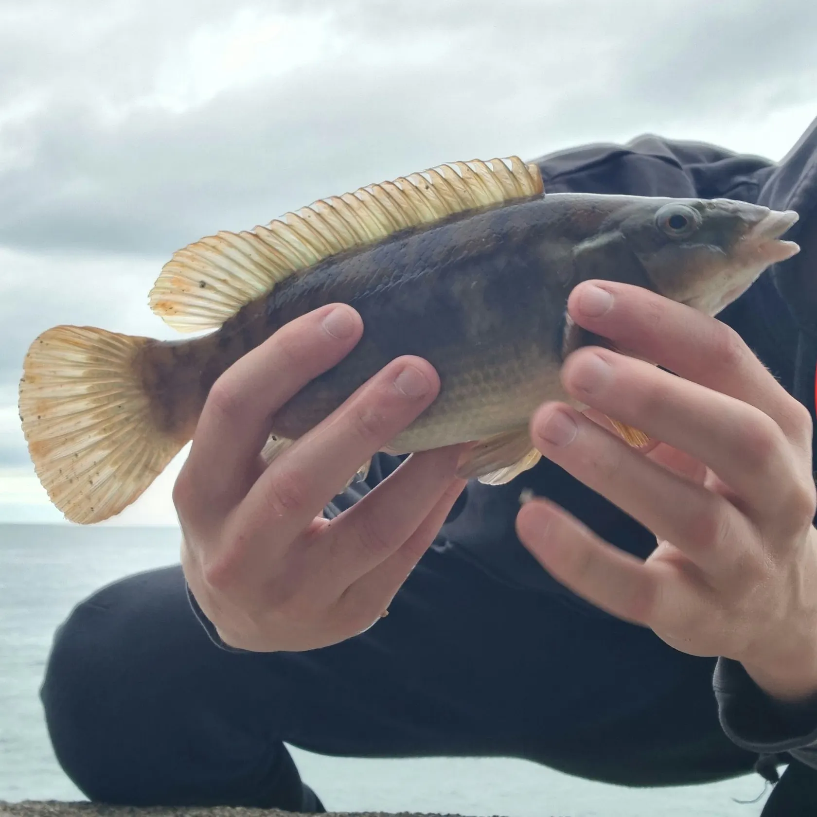 Ballan wrasse caught on Fishbrain