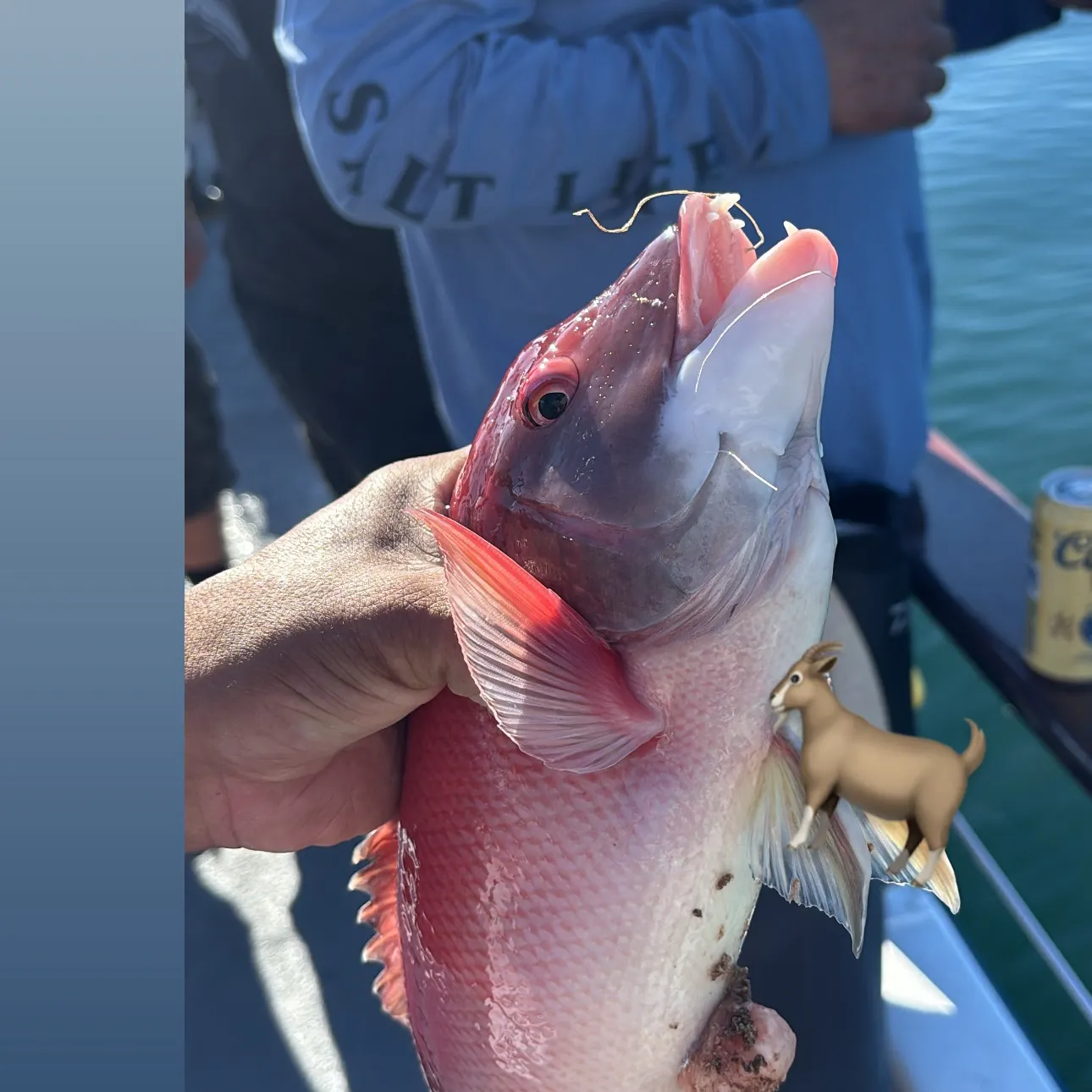 The most recent California sheephead catches on Fishbrain