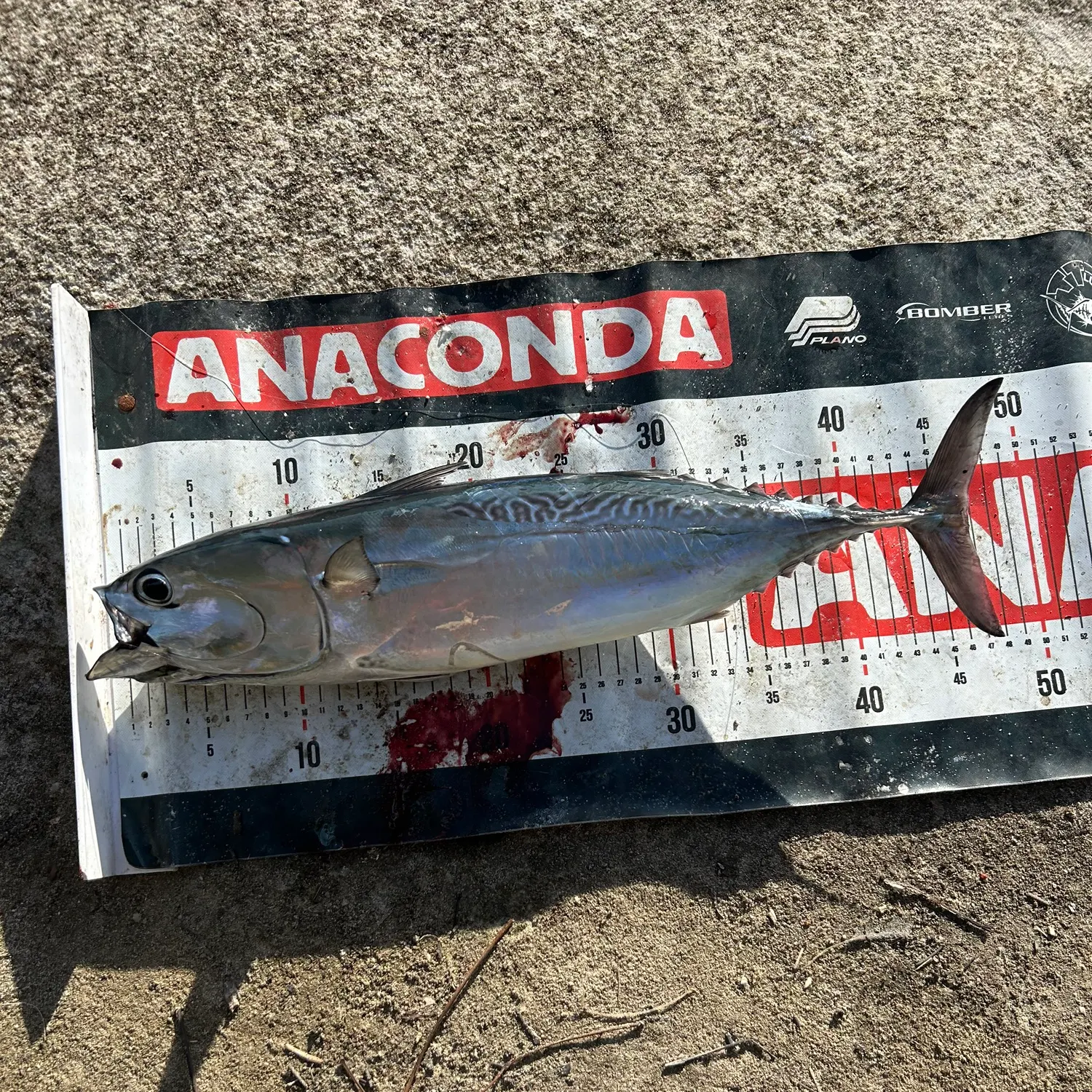 The most recent Frigate tuna catches on Fishbrain