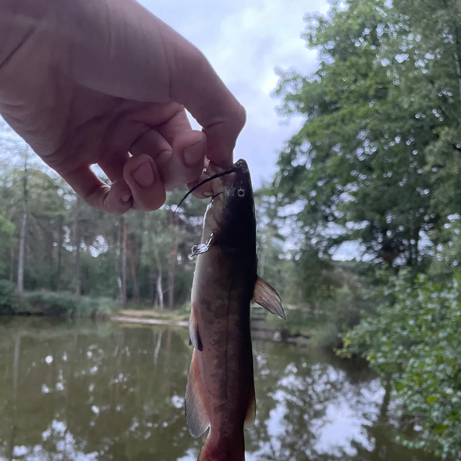 Brown bullhead caught on Fishbrain