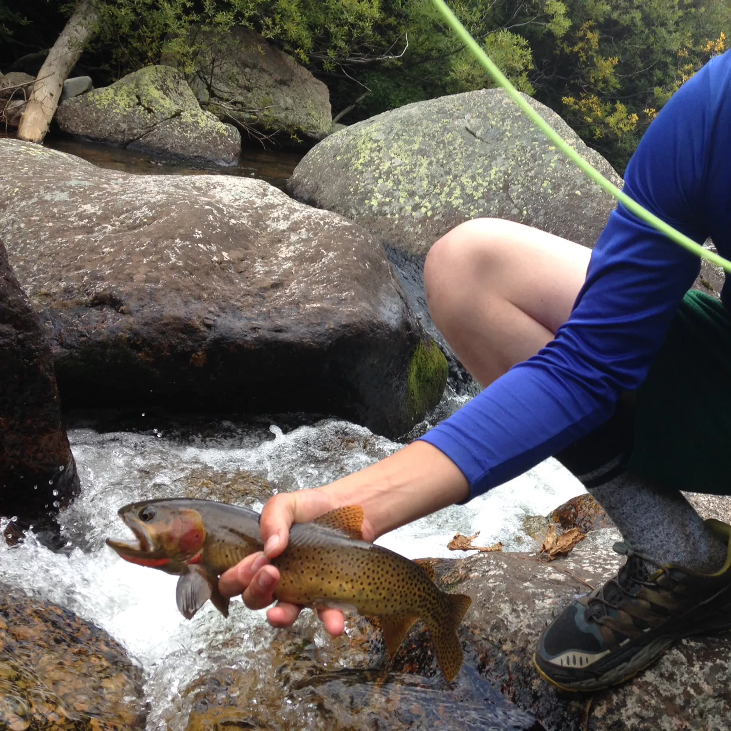 recently logged catches