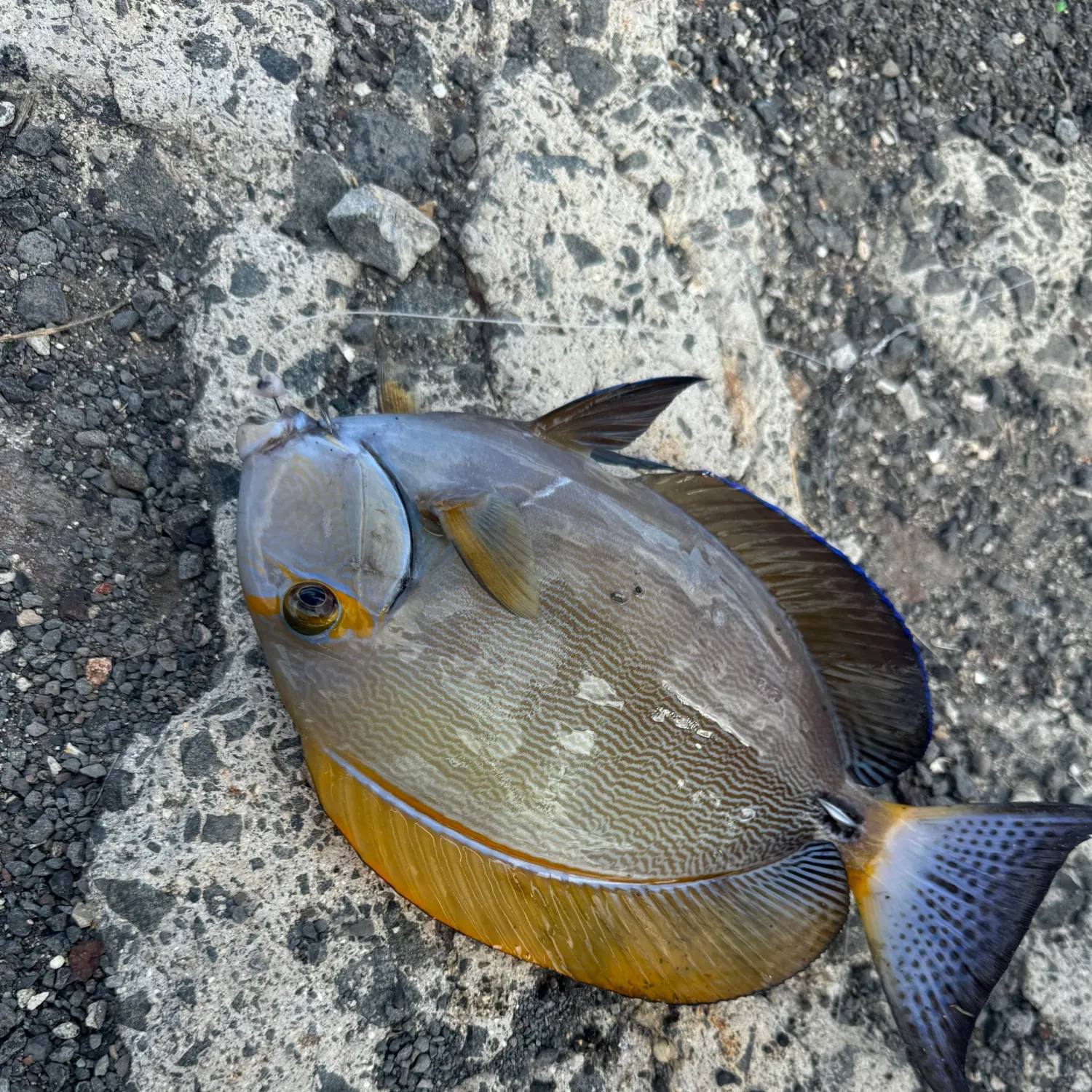 recently logged catches