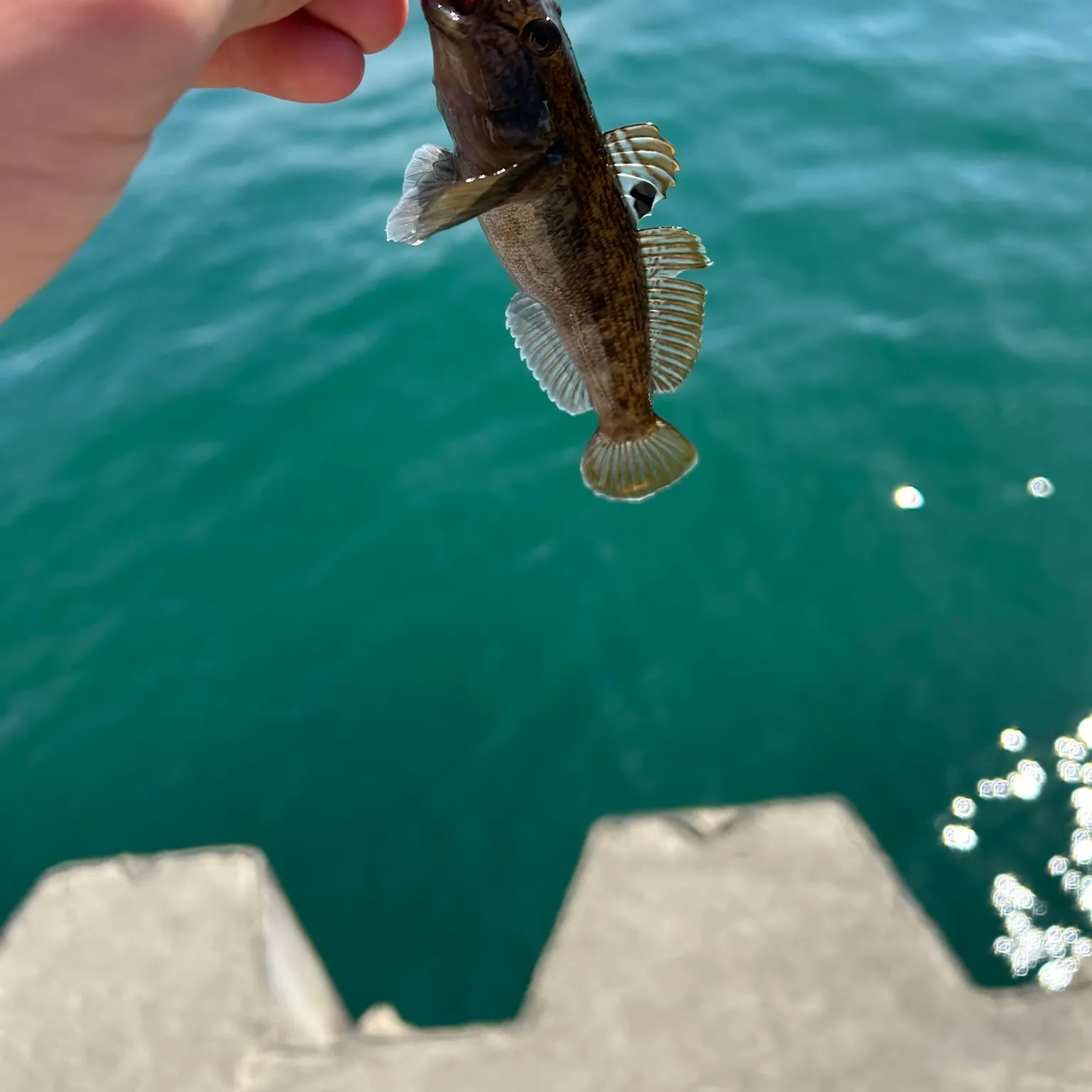 The most recent Round goby catches on Fishbrain