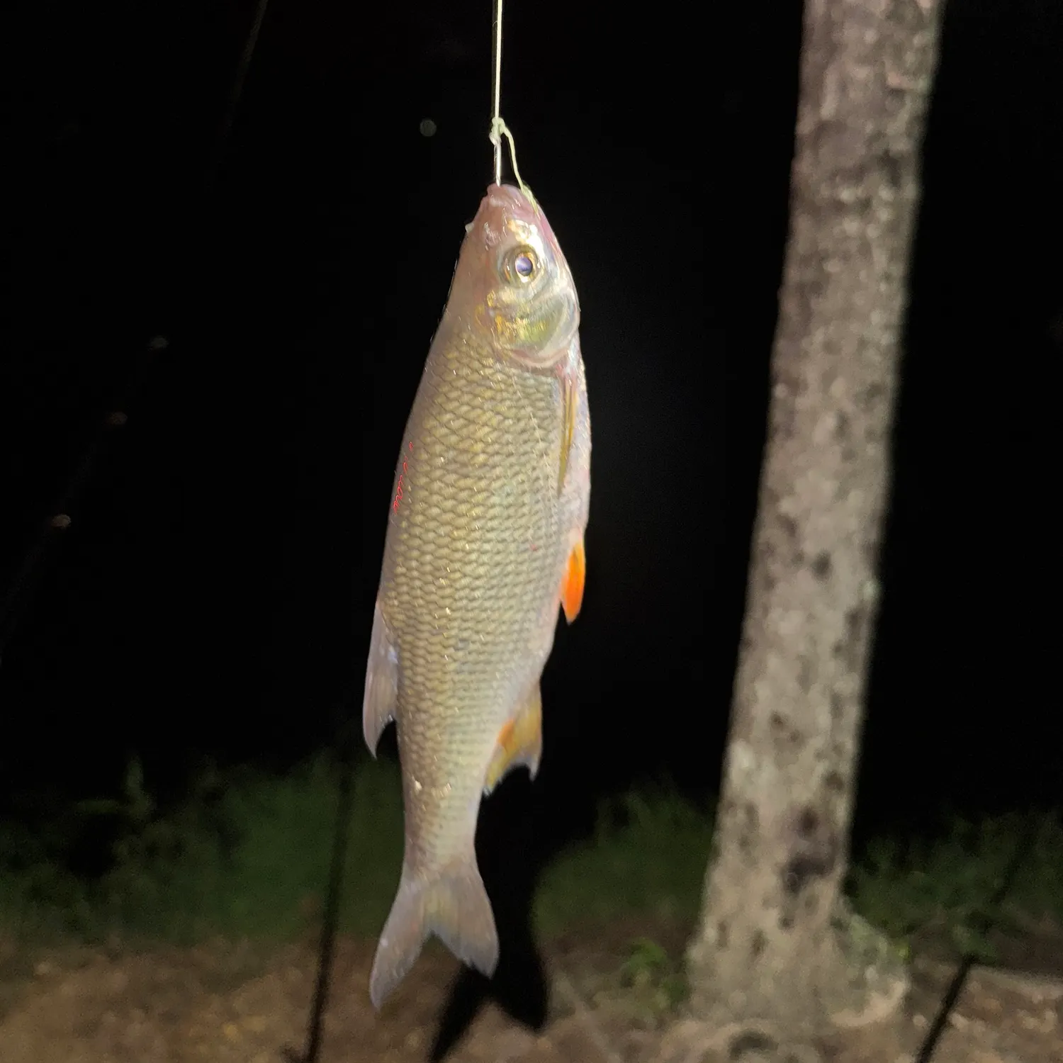 Golden shiner caught on Fishbrain
