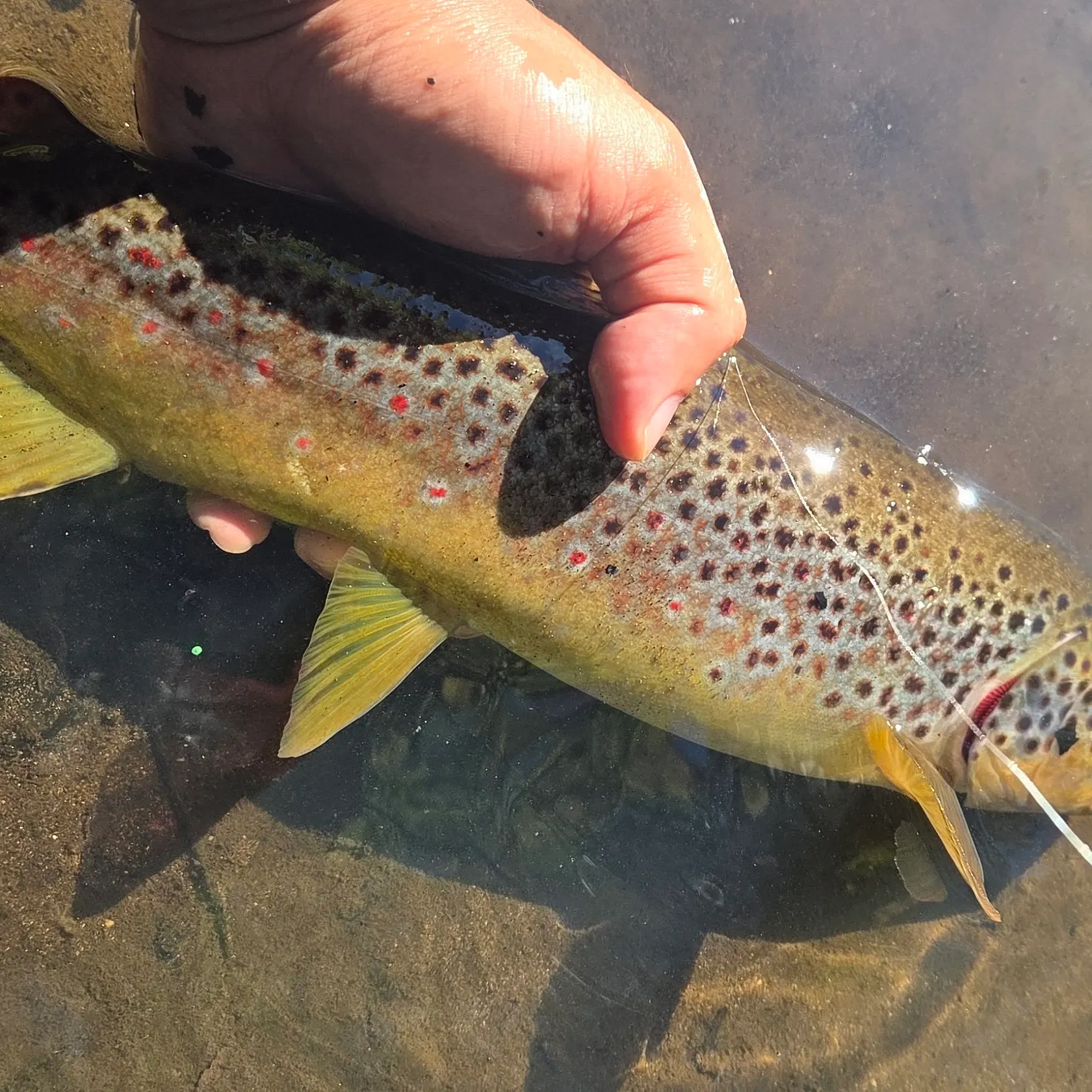 Brown trout caught on Fishbrain