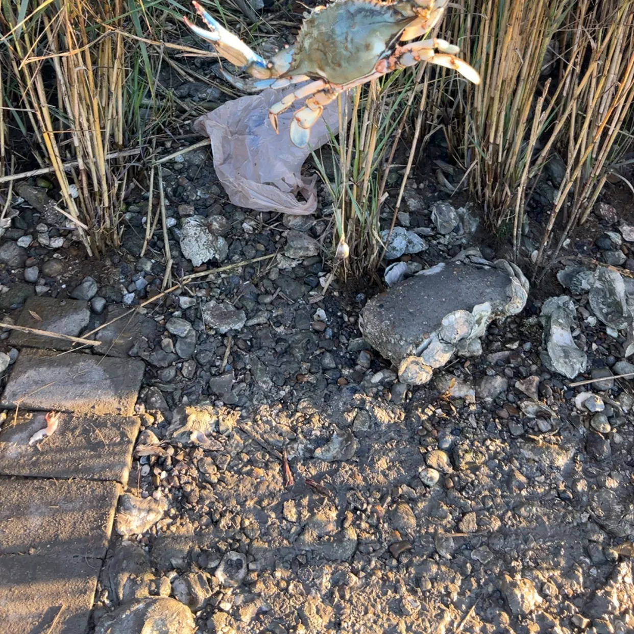 The most recent Blue crab catches on Fishbrain