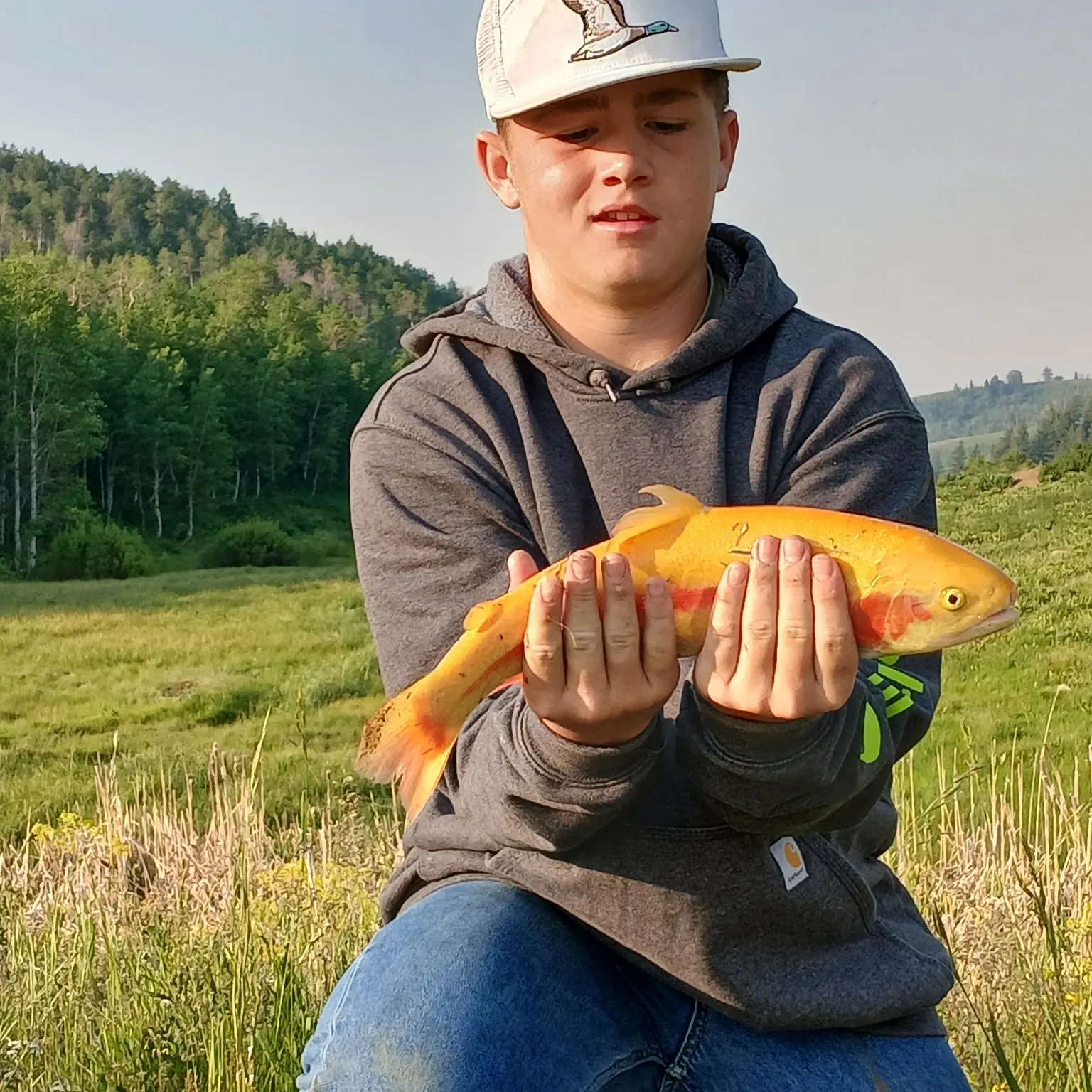 The most recent Golden rainbow trout catches on Fishbrain