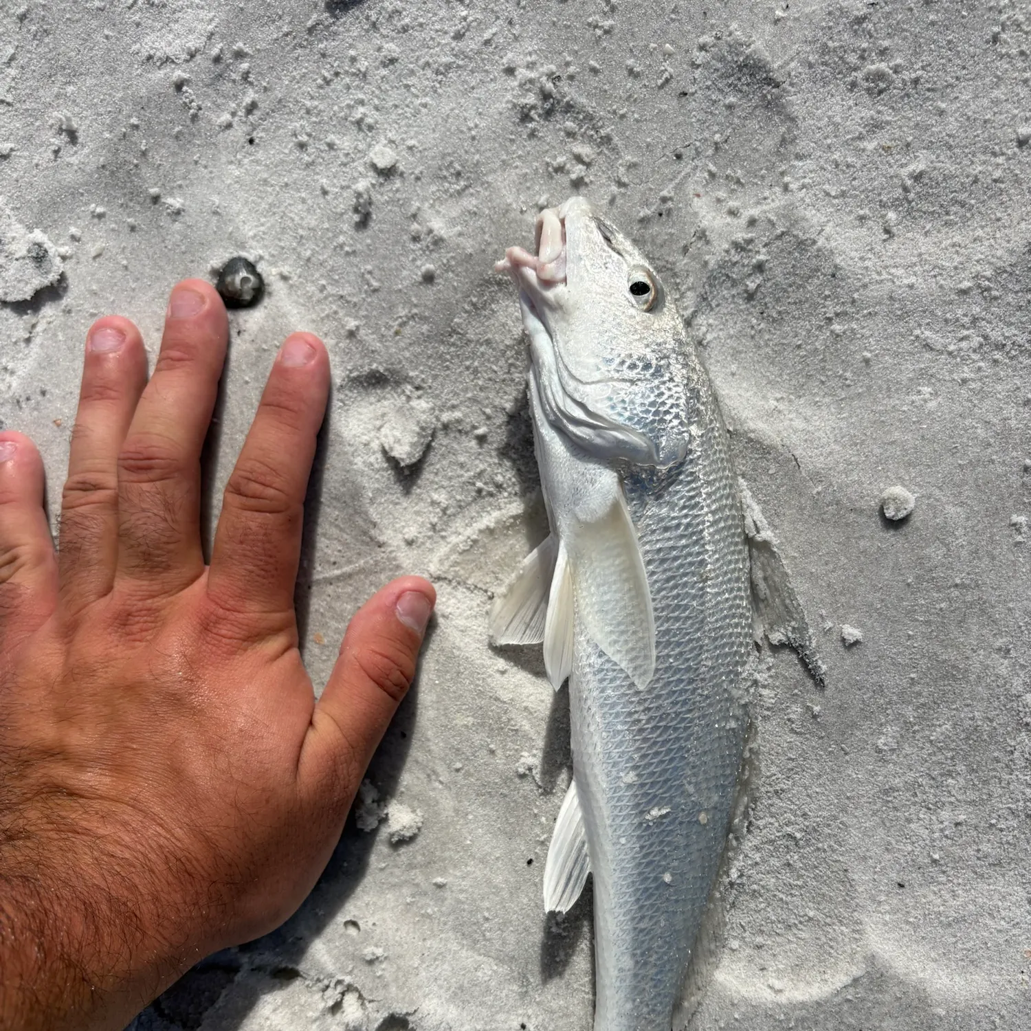 Gulf kingcroaker caught on Fishbrain