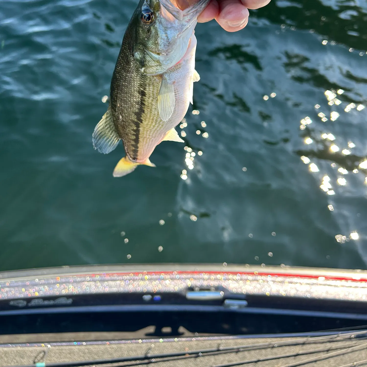Spotted bass caught on Fishbrain