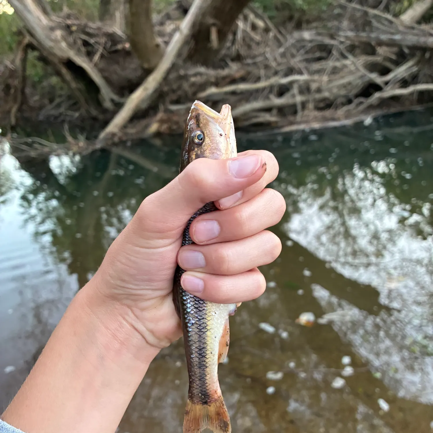 The most recent Creek chub catches on Fishbrain