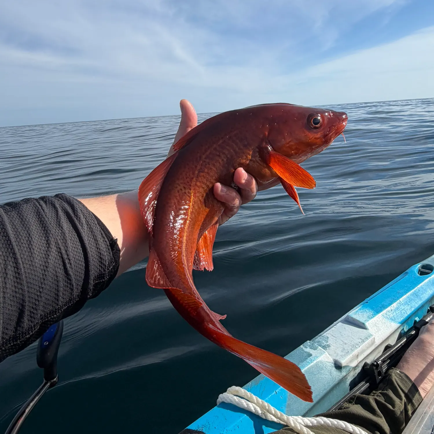 The most recent Atlantic cod catches on Fishbrain