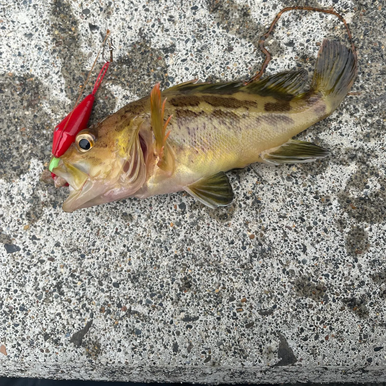 The most recent Threestripe rockfish catches on Fishbrain